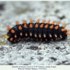 zerynthia caucasica larva5d
